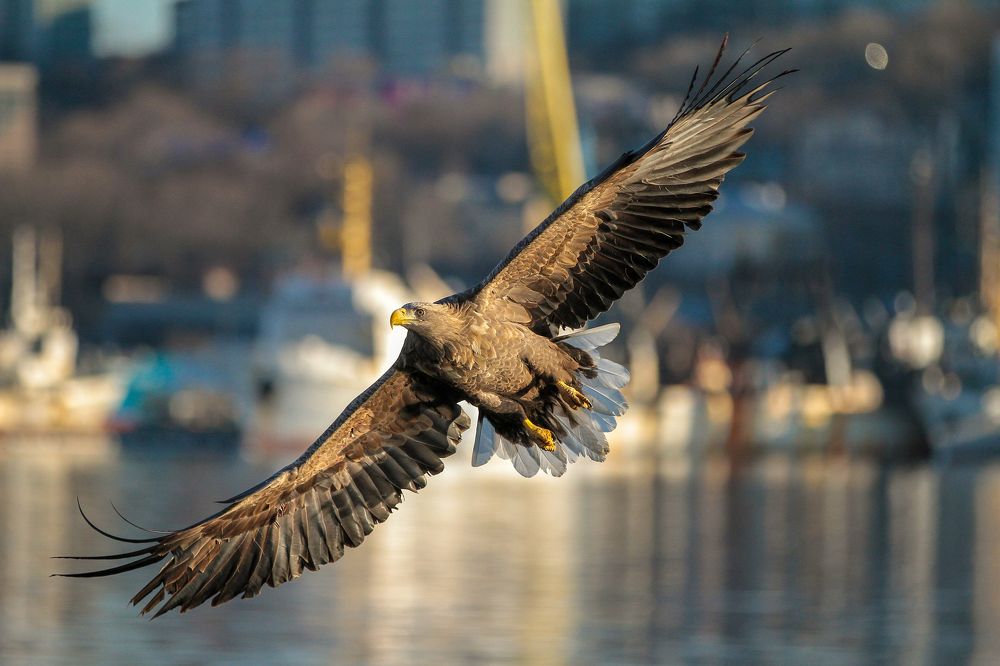 Полёт в зотой час