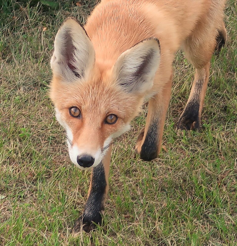 Любопытство