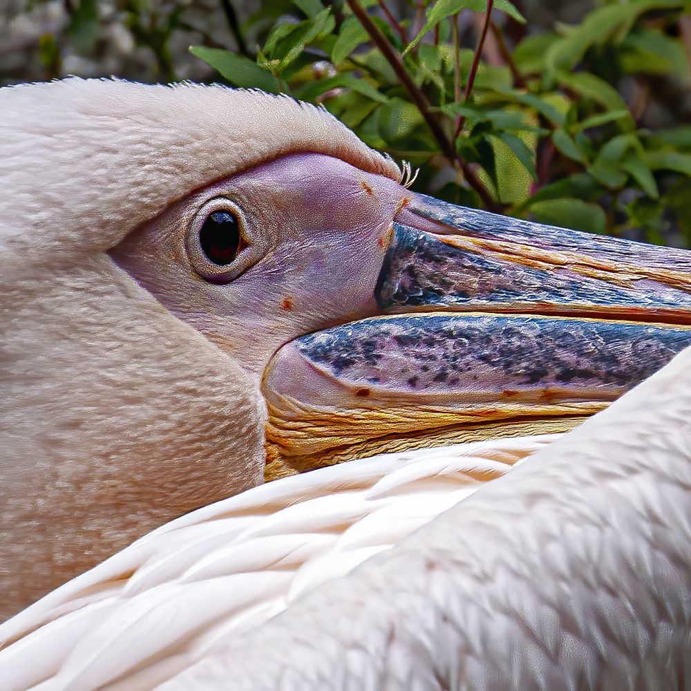 Photograph by Slavko Rošul