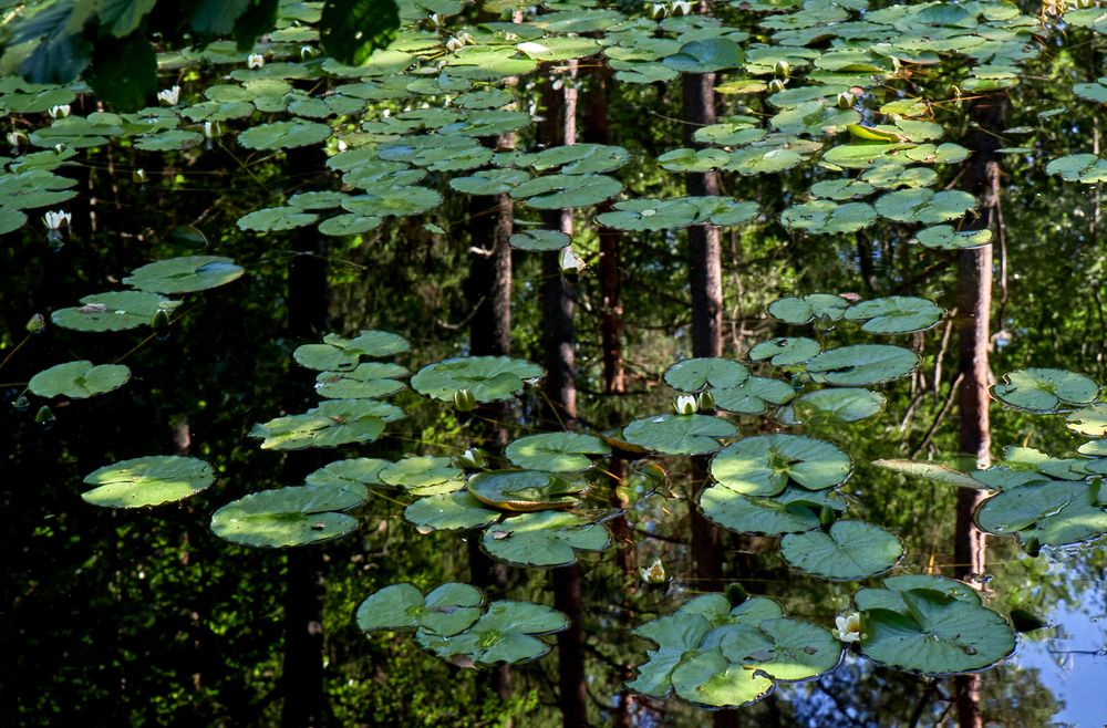 Фотография автора Валентина Харламова