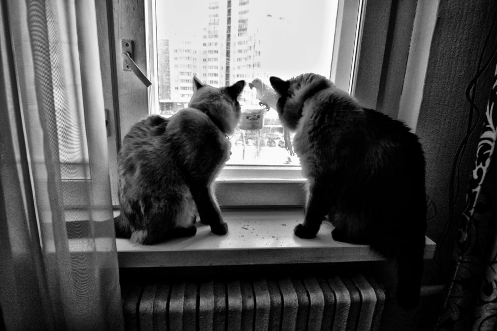 У нас гости