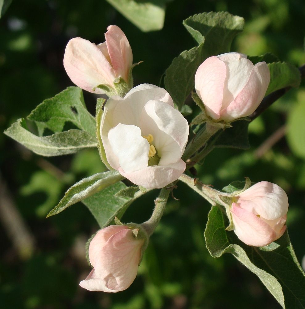 Photograph by Николай Худяков