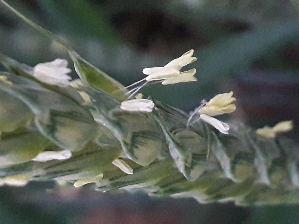 Цветение пшеницы