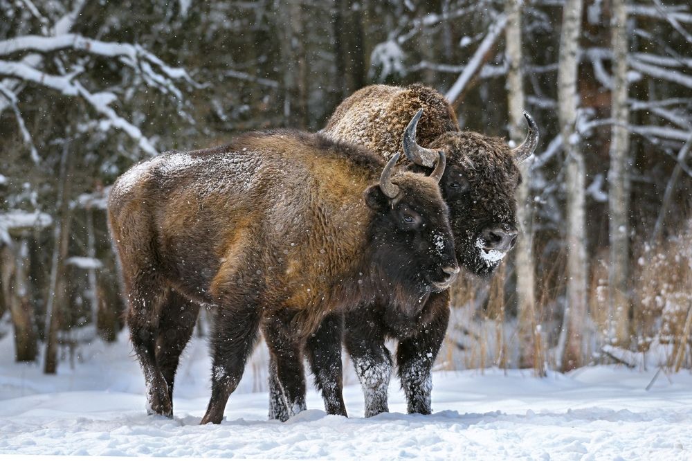 Семейная пара
