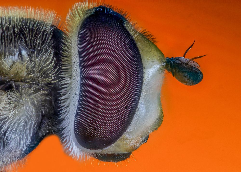 Eye of a hovercraft fly