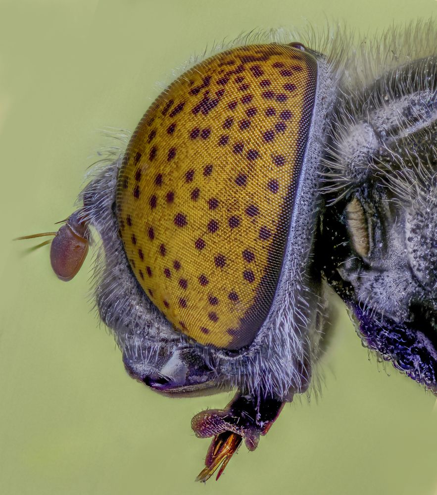 The eye of the cast fly