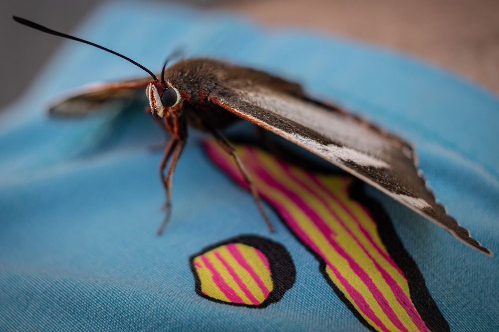 Photograph by Gerardo Morales