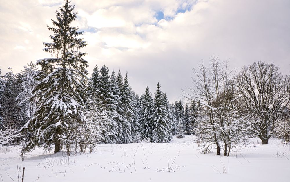 Роминтенская пуща