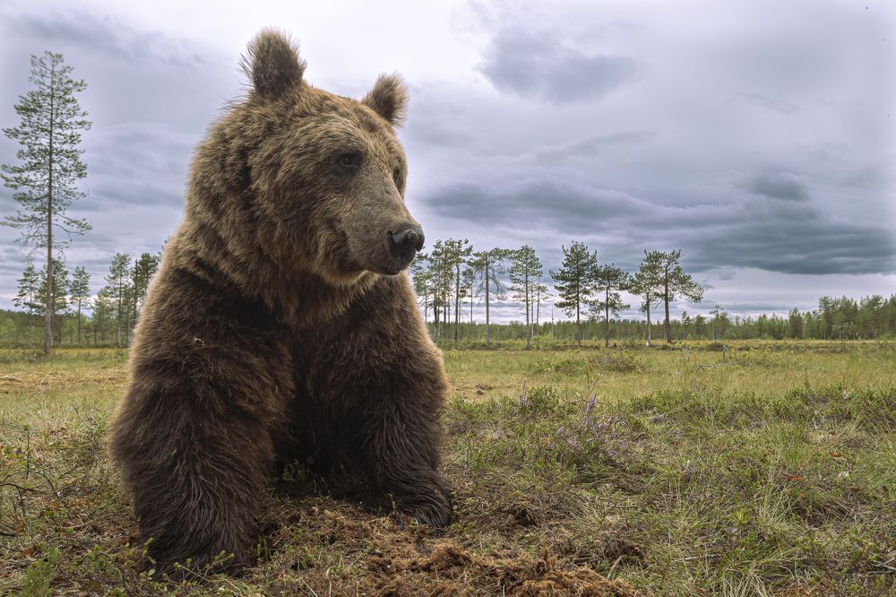 The King of the Taiga