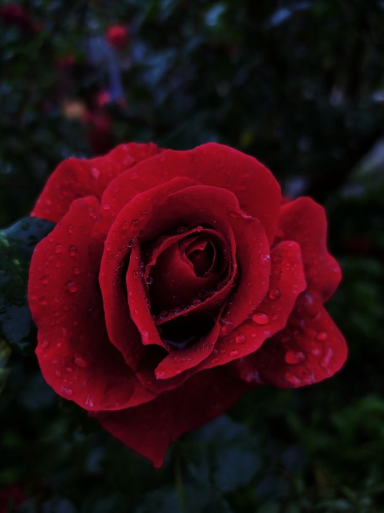 Photograph by Валерія Колосович