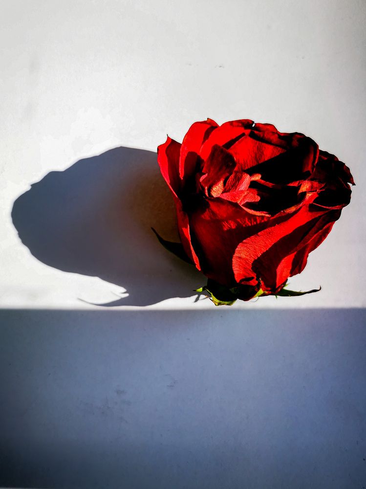 Фотография автора Дмитрий Лебедь