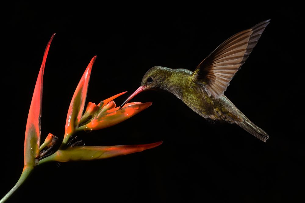 Photograph by SI SABER LOTFI