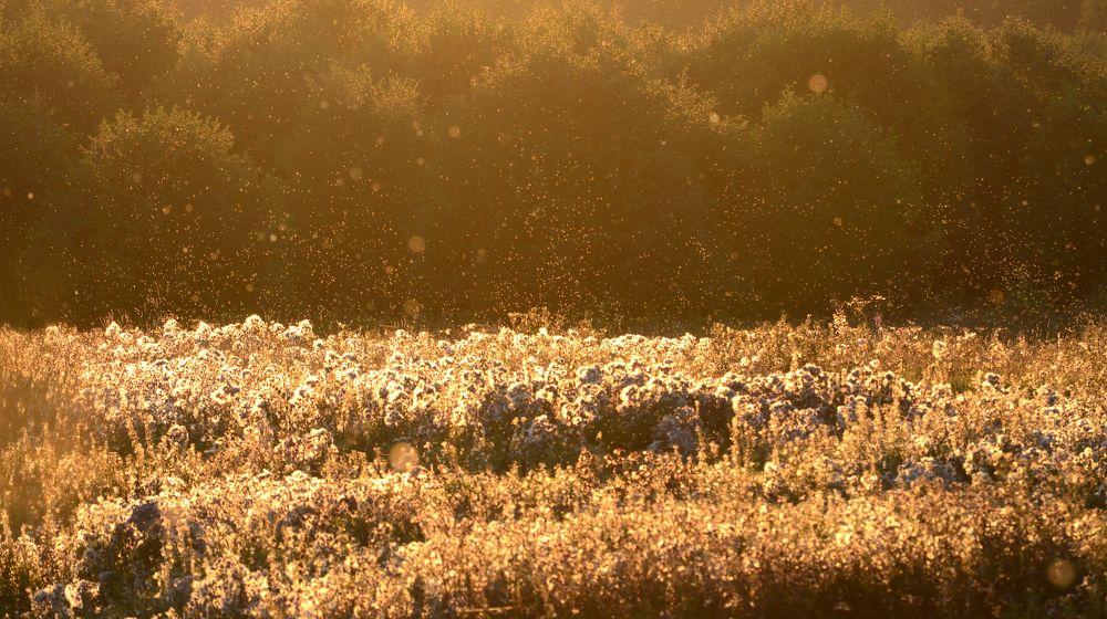 Фотография автора Елена