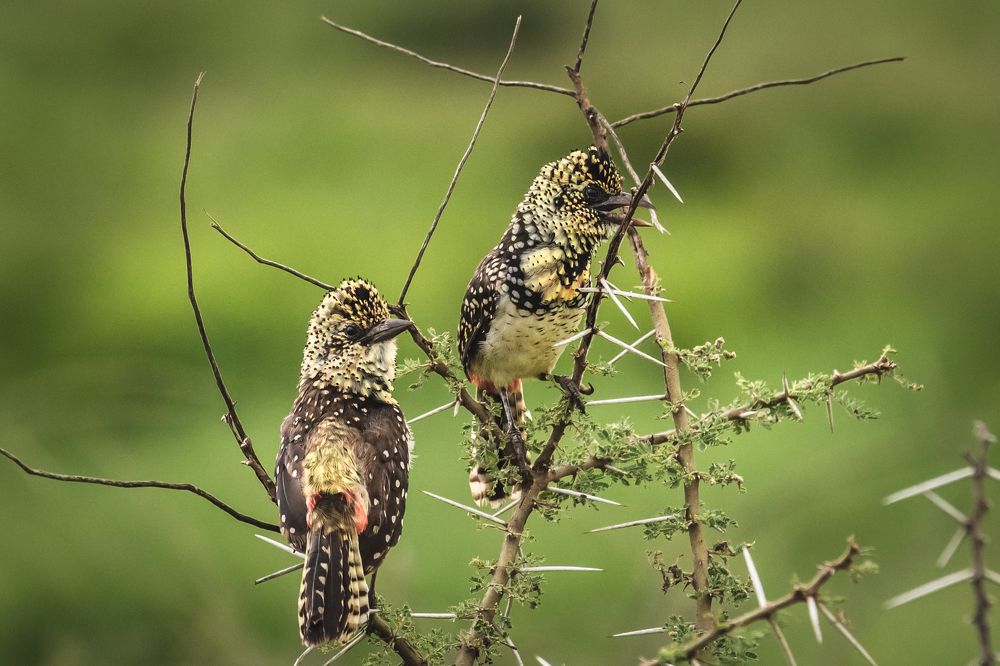 Сладкая парочка/Sweet couple