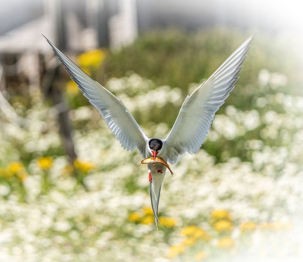 Photograph by Hari Kumar