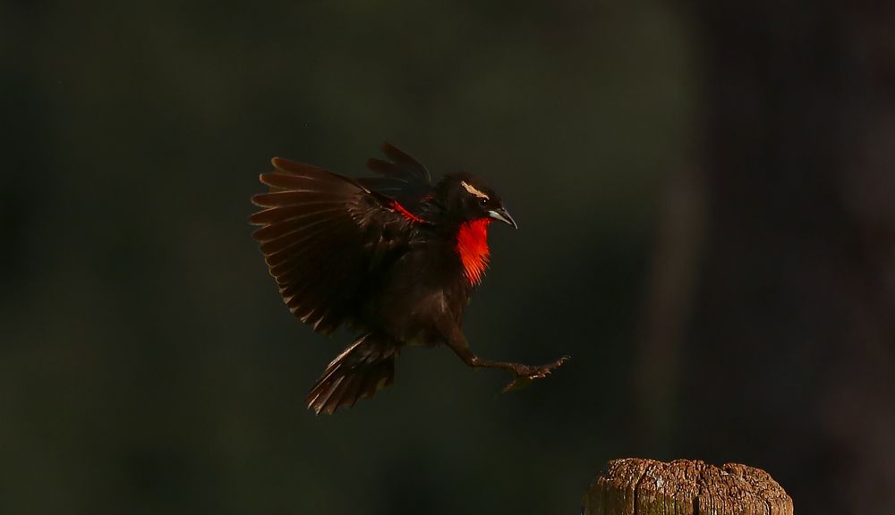 Photograph by Paulo Campana