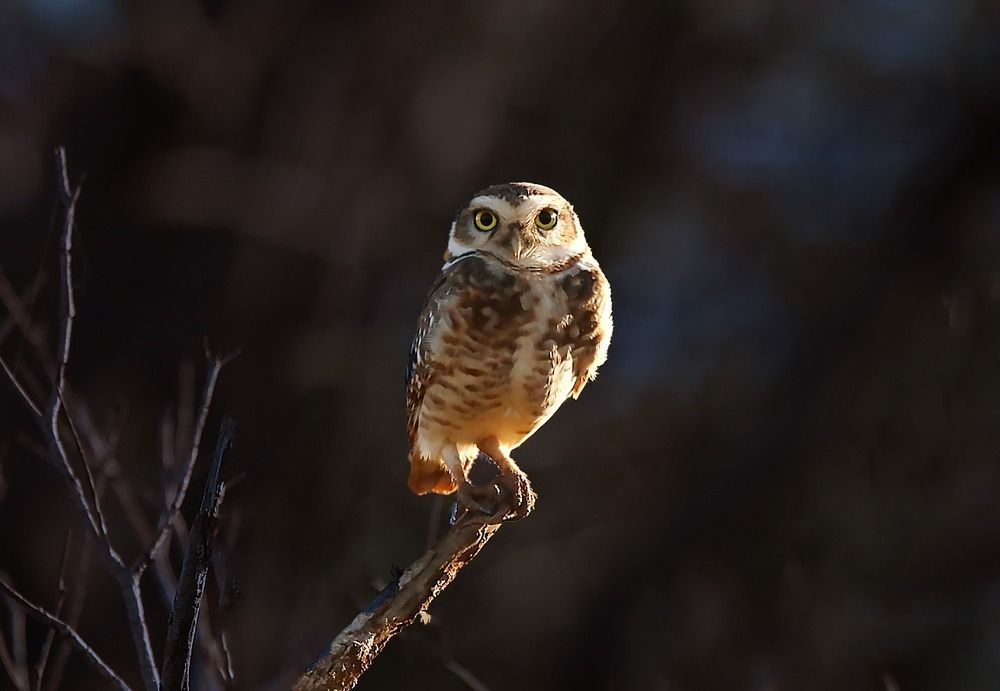 Photograph by Paulo Campana