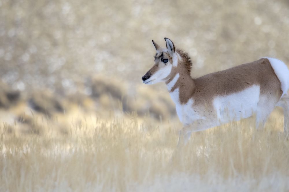 Pronghorn