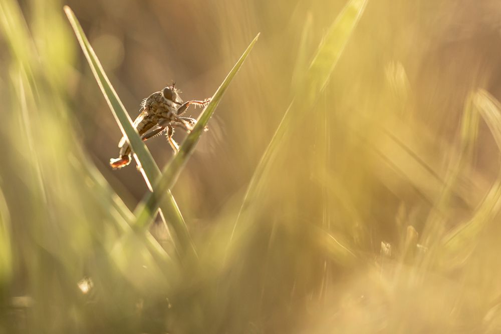 Photograph by Pablo Dolsan