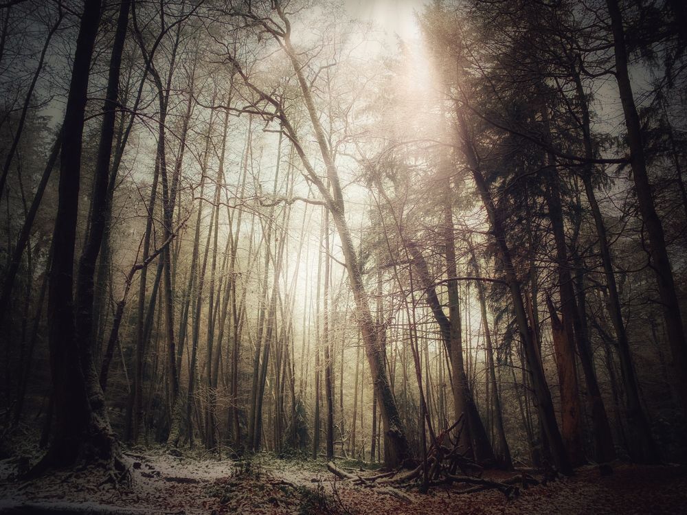 Дремучий лес / Forest of Trees