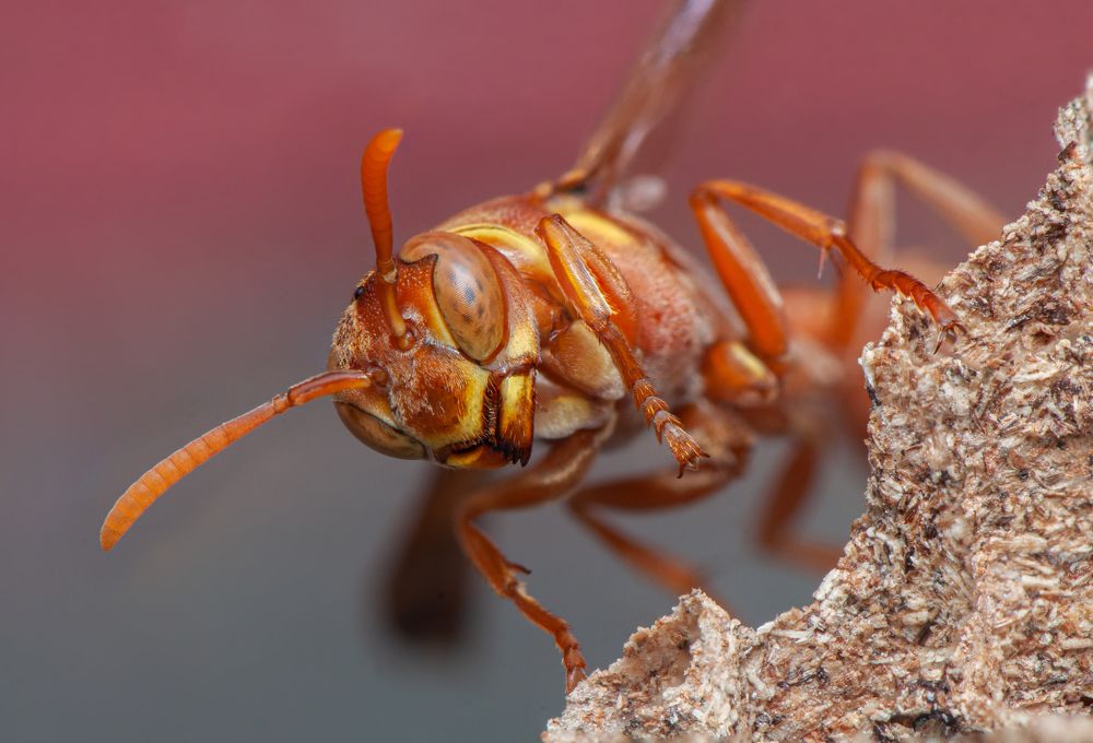 Paper wasp