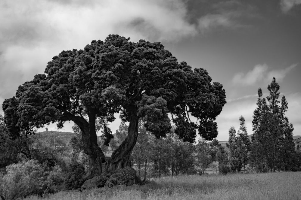 Photograph by Jose Carlos Villanueva Alonso
