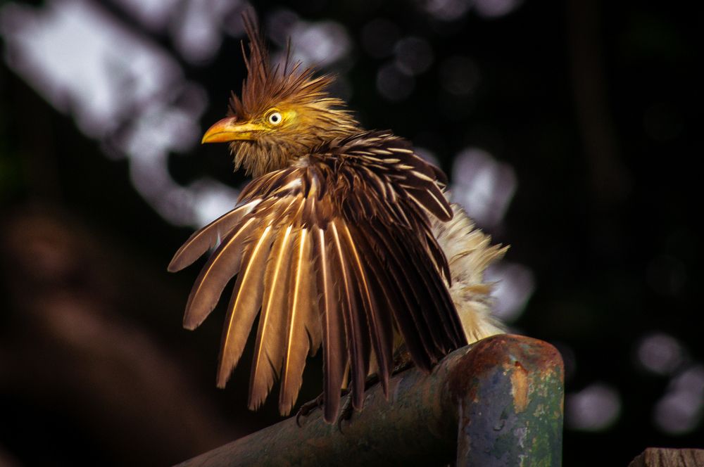 Photograph by Claudia Azoubel Lima