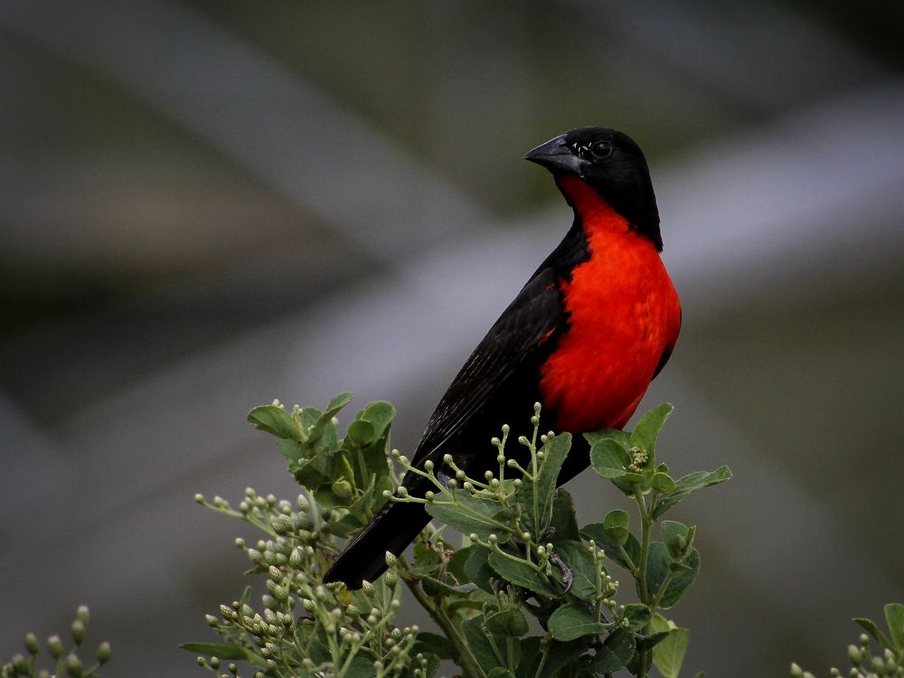 Tordo Pechi Rojo (Leistes militaris)