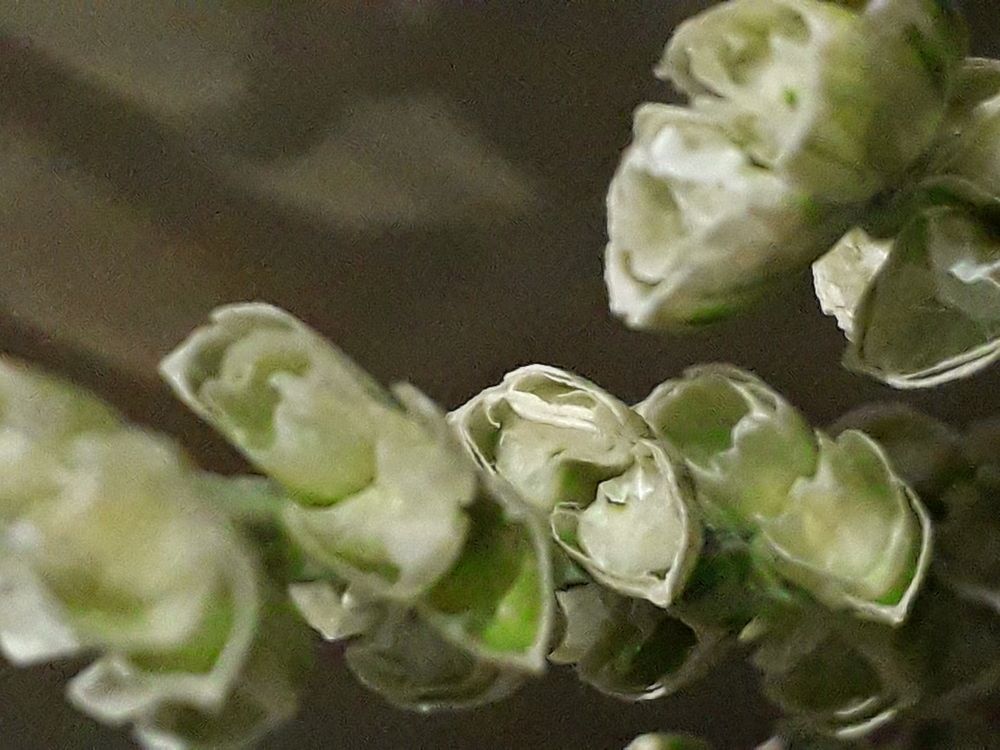 Растут гибридные зёрна у пшеницы