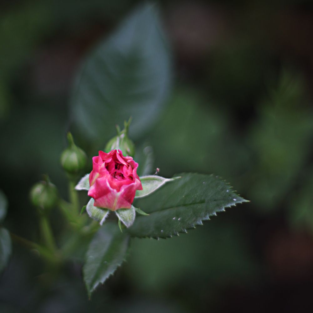 Photograph by Светлана Ерохина