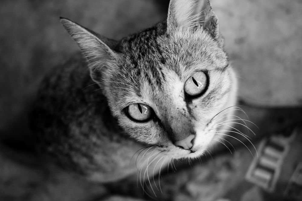 cat eye