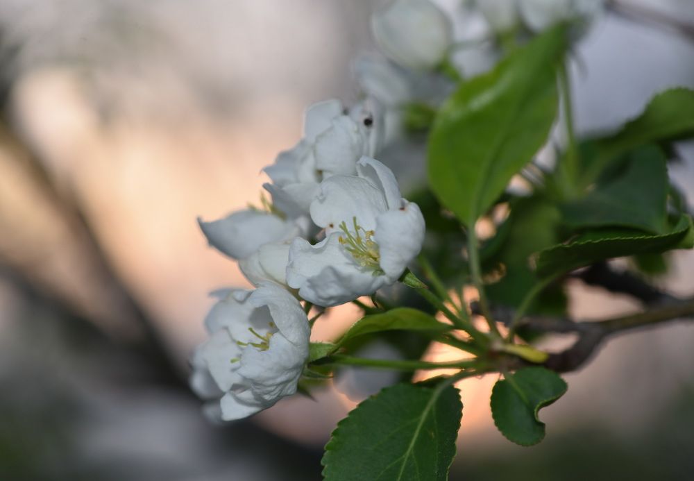 Яблони в цвету.