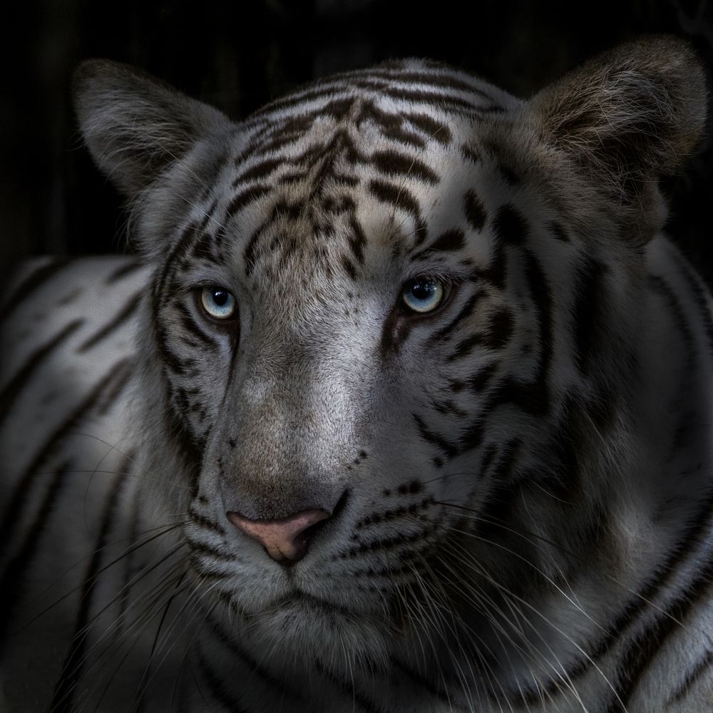 Photograph by Mithun Narayanan