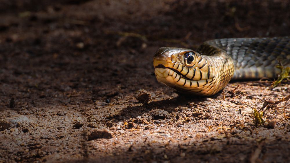 Photograph by Mithun Narayanan
