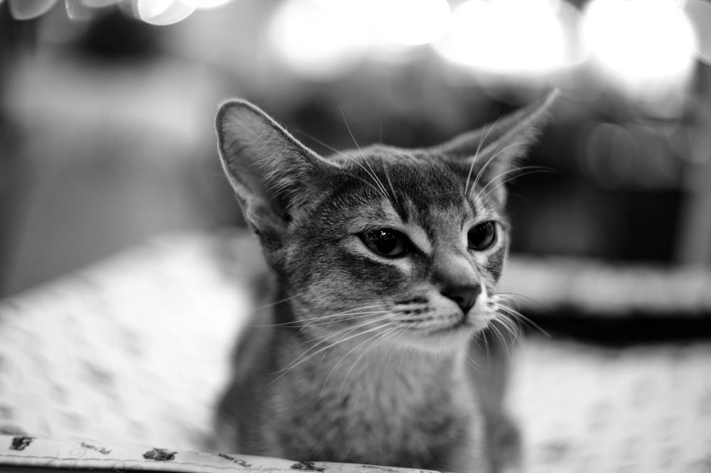 Photograph by Константин Лагоденко