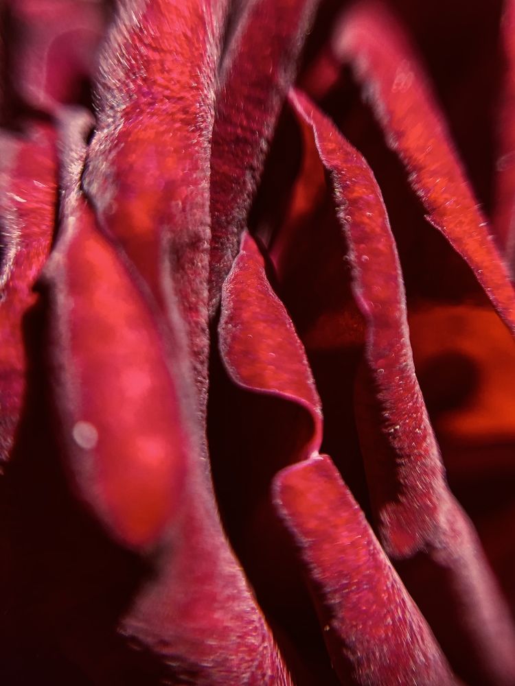 Photograph by Levan Svanidze