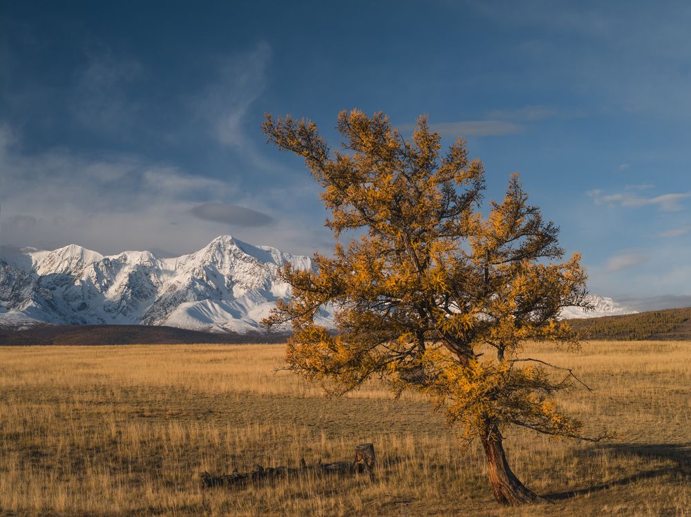 Алтайские тени