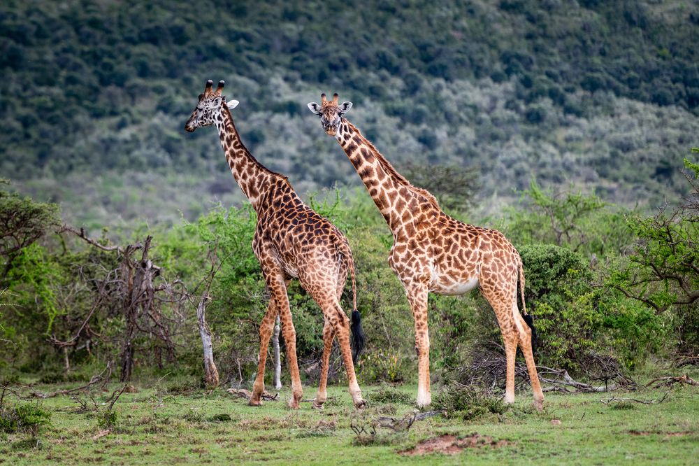 Пятнистые масаи/Spotted Maasai
