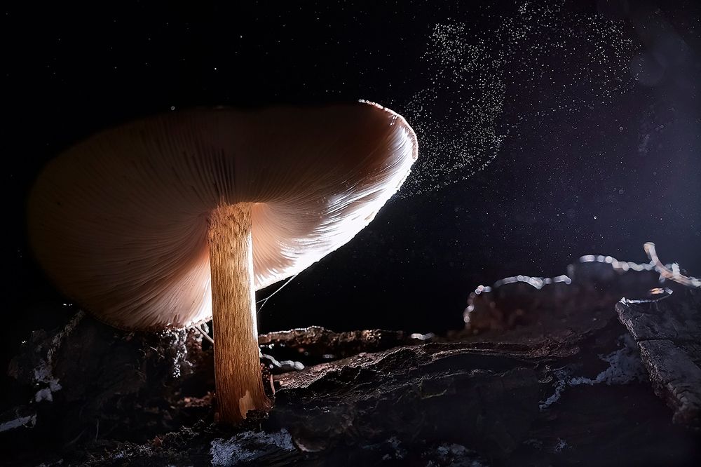 Фабрика звезд