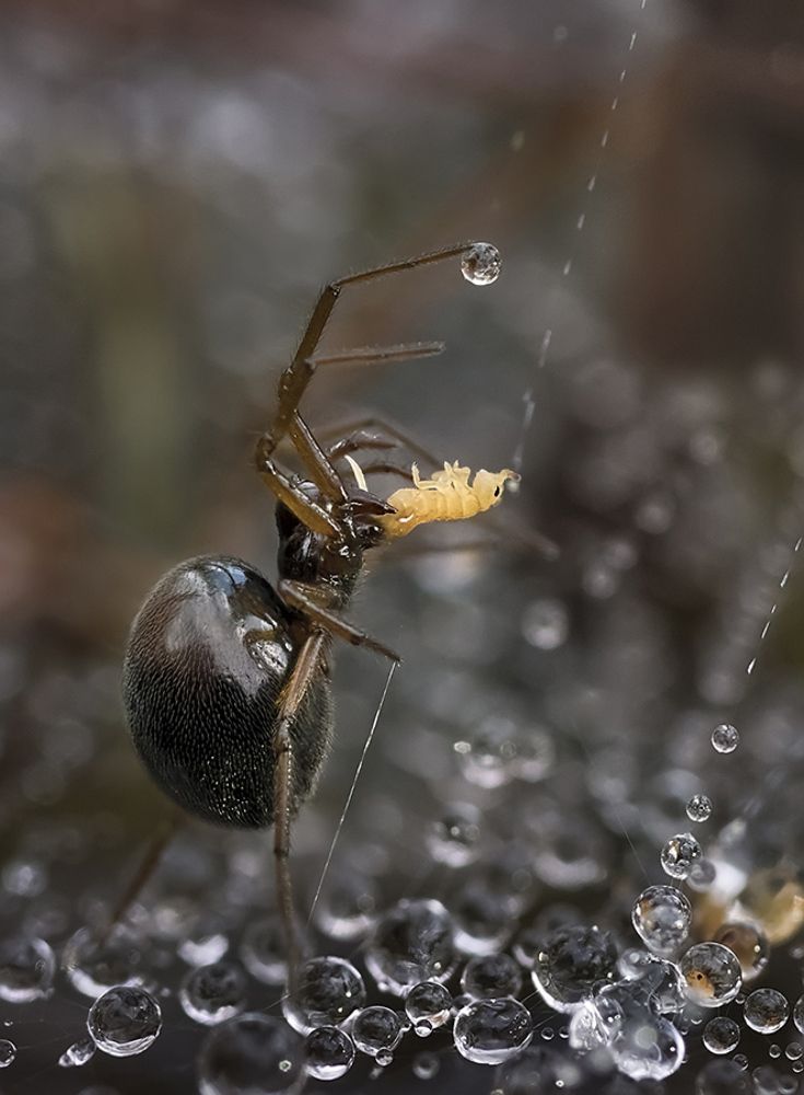 Охота на коллемол