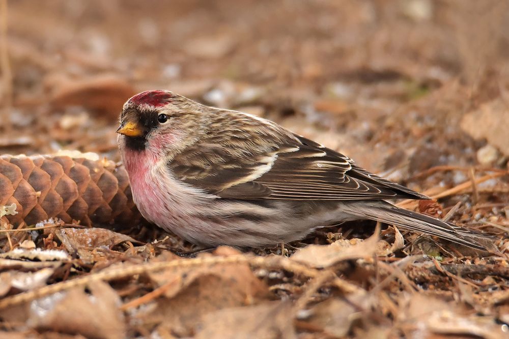 Photograph by Чернобай Анна