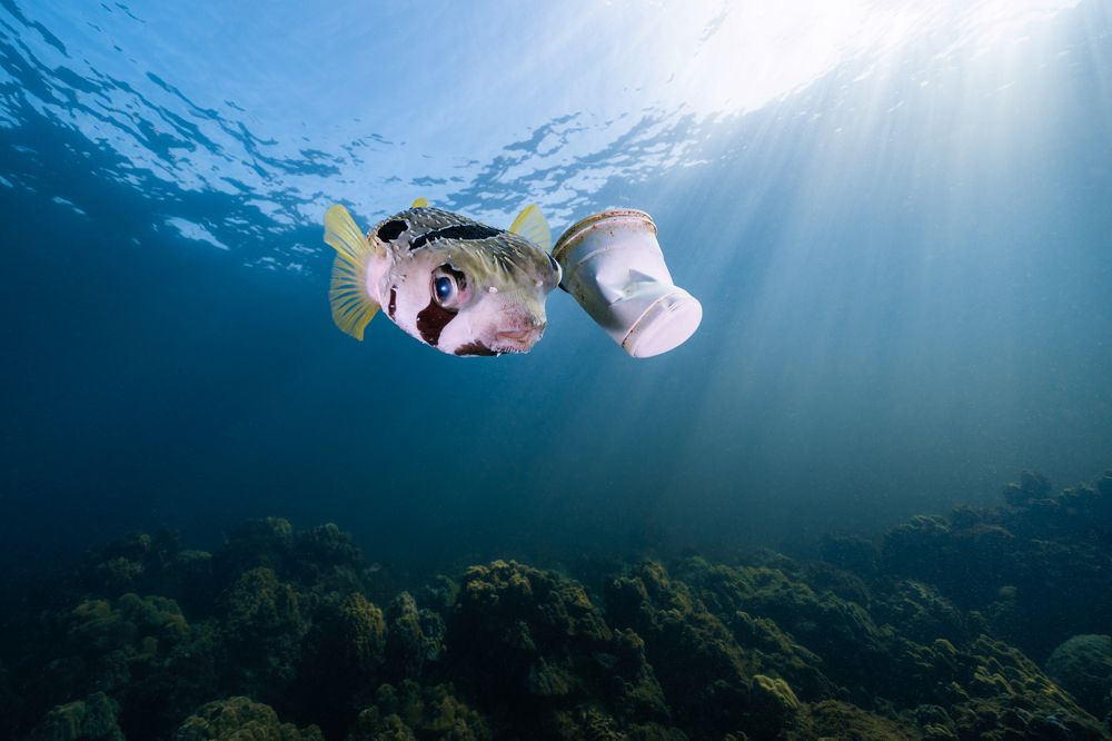 Puffer fish and the plastic cup