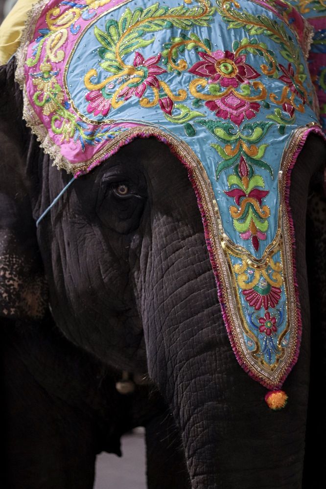 Small eyes of a giant