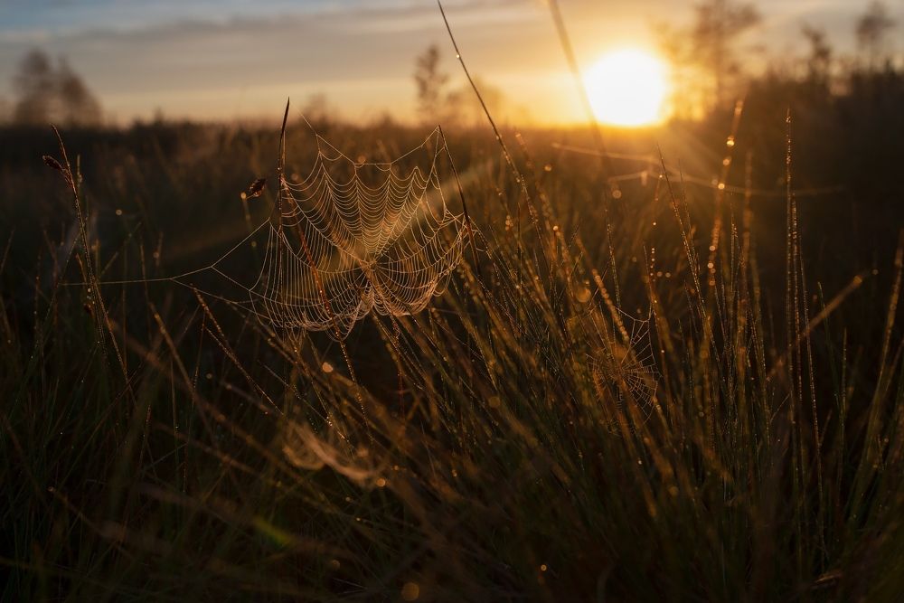 Photograph by Алёна Таланова