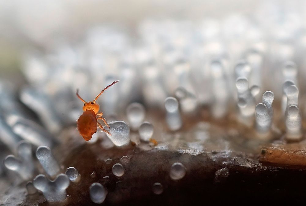 В стране Мармеландии