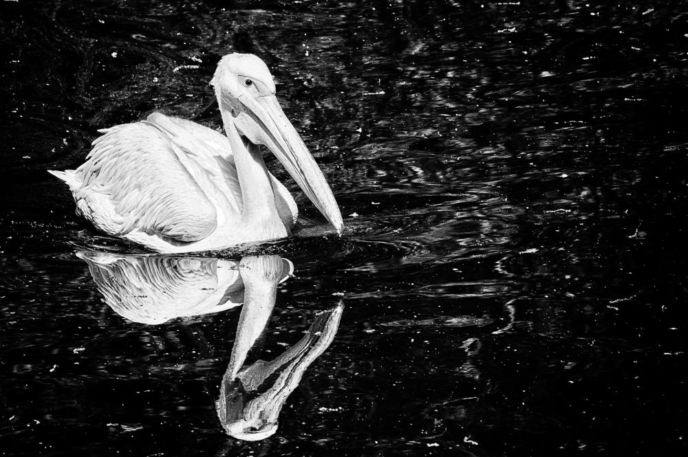 Фотография автора Святослав Романяк