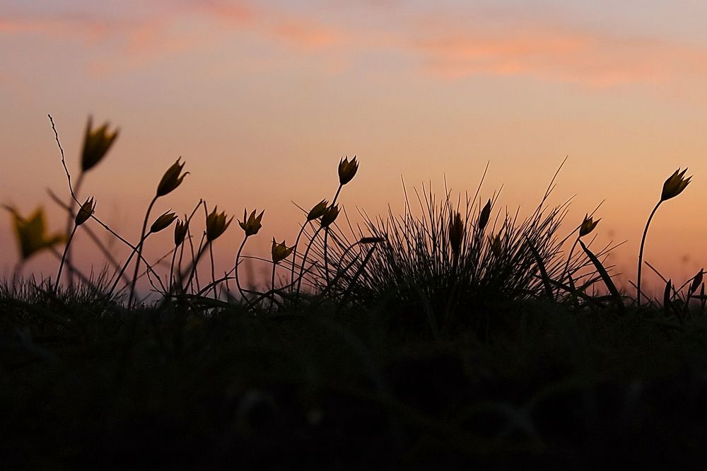 Вечер, дикие тюльпаны
