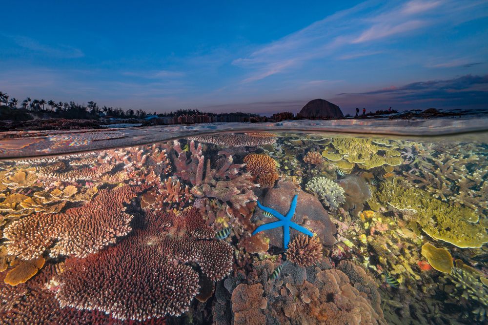 Hon Yen Coral Garden