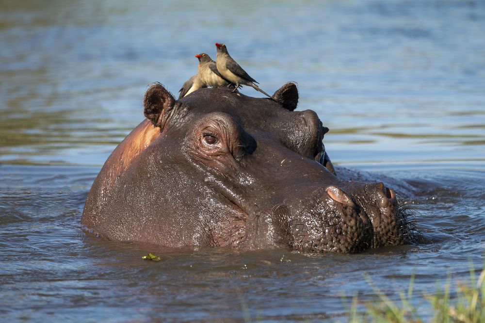 Африканские зарисовки