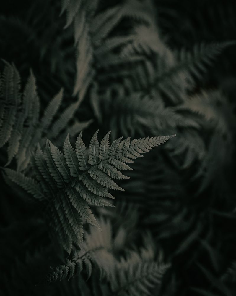 Фотография автора Igor Lypnytskyi